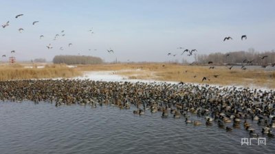 ​疆山疆水丨越冬天堂——野鸭湖