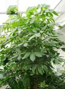 ​鹅掌柴，别称鹅掌木，鸭掌木