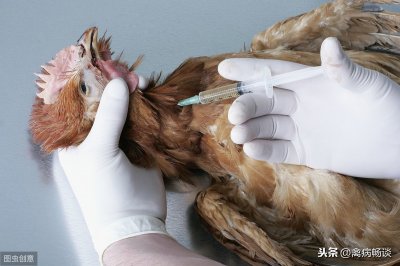 ​这十种鸡病一定要对号入座，才能药到病除，谁收藏谁受益