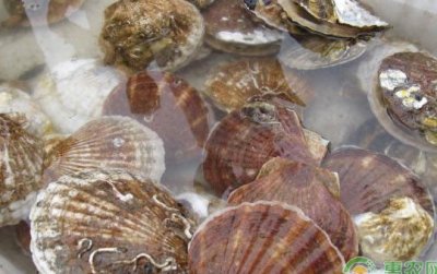 常见的贝类都有哪些?有什么食用价值?