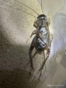 ​朝花夕拾~蟋蟀的选养斗（一）9、以形、相分类