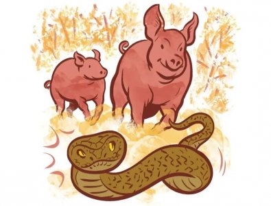 ​再毒的毒蛇都杀不死一头猪？猪是毒蛇的天敌，有什么科学依据吗？