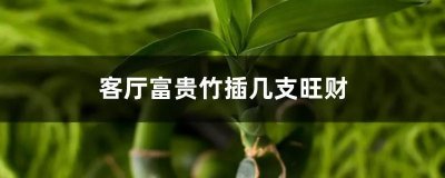 ​【养花知识营地】客厅富贵竹插几支旺财，放在客厅怎么养护