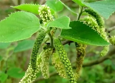 ​构树花 俗称树上的“冬虫夏草”，春日限定美味，懂的人都在找它