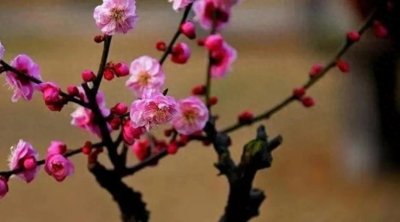 ​陆游：一首梅花诗，写尽人生不遇，中间两句动人心肠