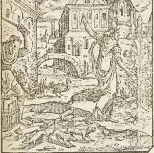 ​神秘的“鼠王”