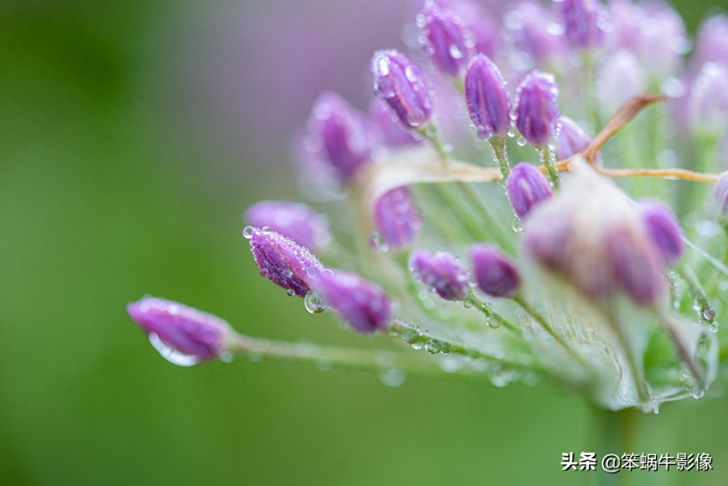 云上花海，贵州韭菜坪，堪称地球上唯一的紫蓝色韭菜花海