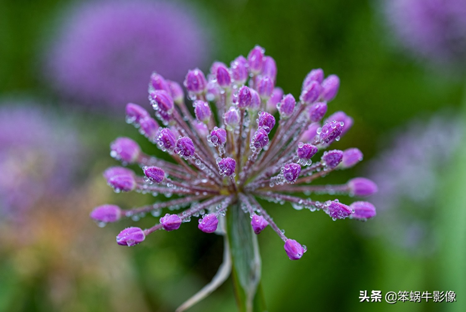 云上花海，贵州韭菜坪，堪称地球上唯一的紫蓝色韭菜花海
