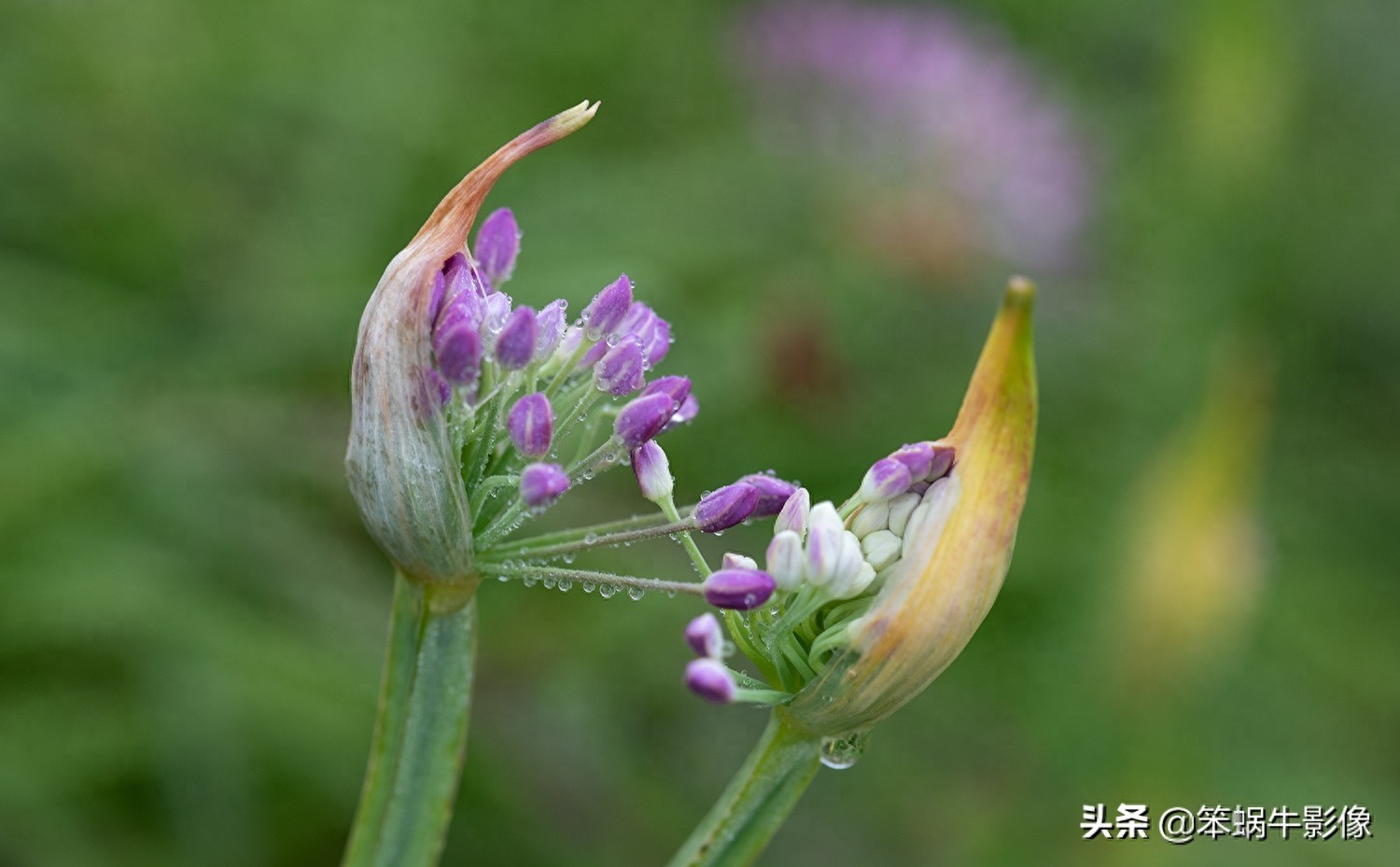 云上花海，贵州韭菜坪，堪称地球上唯一的紫蓝色韭菜花海