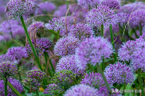 云上花海，贵州韭菜坪，堪称地球上唯一的紫蓝色韭菜花海