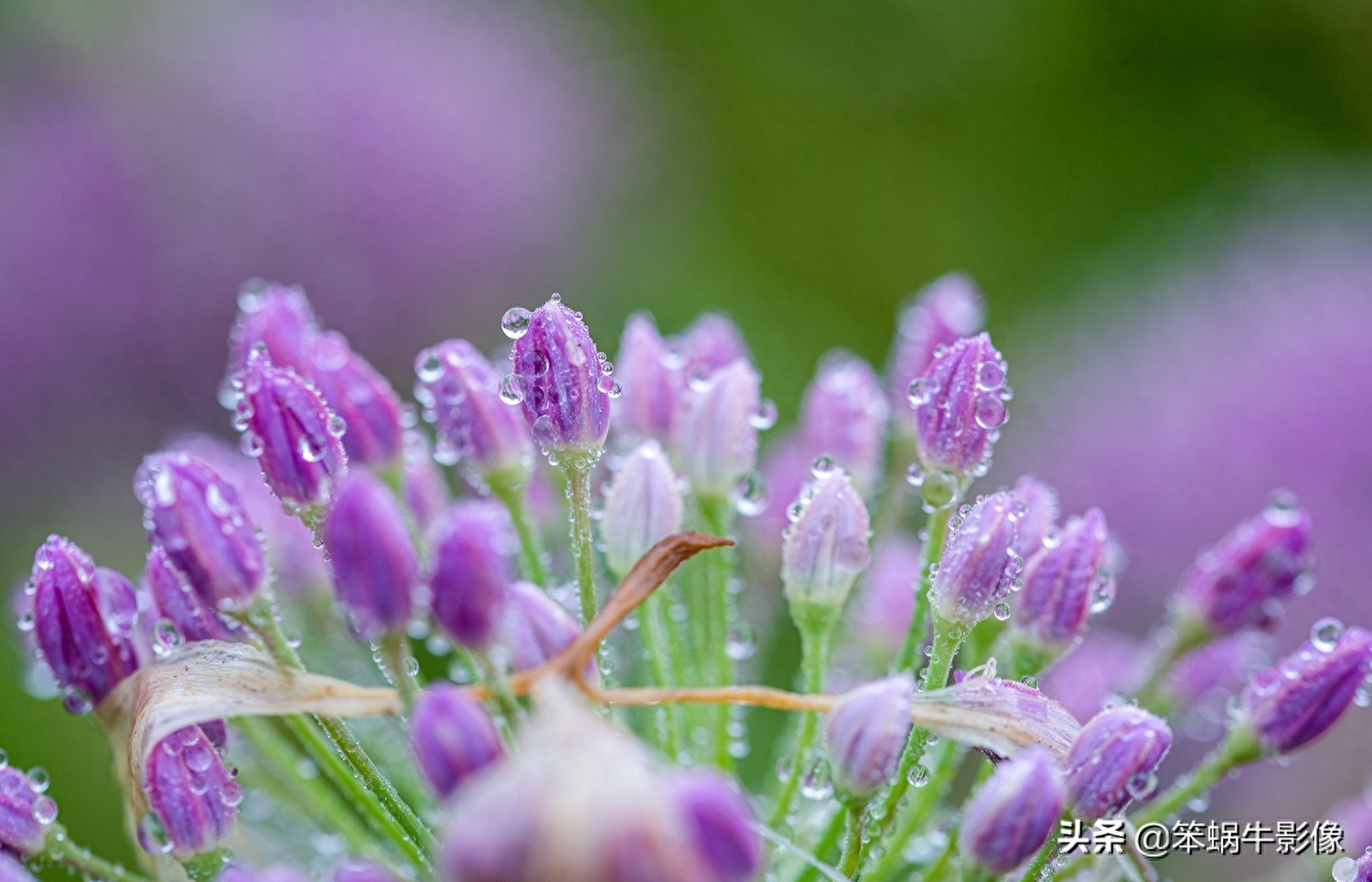 云上花海，贵州韭菜坪，堪称地球上唯一的紫蓝色韭菜花海