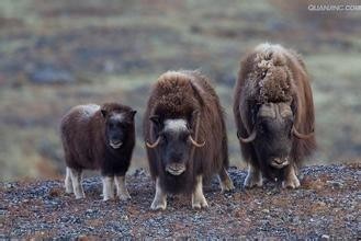 麝牛,传说中的“羊牛”,不仅有羊的呆萌,还有牛的果敢
