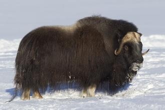 麝牛,传说中的“羊牛”,不仅有羊的呆萌,还有牛的果敢