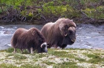 麝牛,传说中的“羊牛”,不仅有羊的呆萌,还有牛的果敢