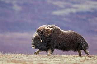 麝牛,传说中的“羊牛”,不仅有羊的呆萌,还有牛的果敢