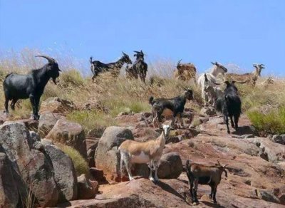 ​澳洲野山羊泛滥成灾，只能开直升机捕杀掉，引进中国根本不够吃啦