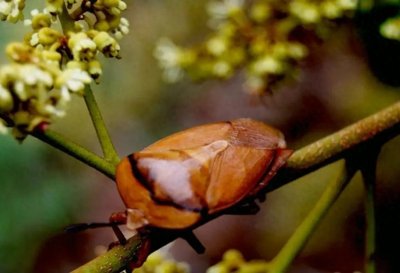 ​儿时记忆之臭屁虫