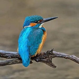 ​解救翠鸟奇缘：小伙与二级保护动物的不解之缘