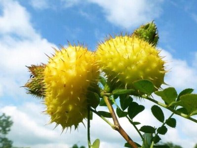 ​号称“维c之王”，云贵湘特有的野生水果～刺梨，你认识吗？