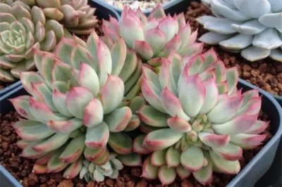 ​多肉档案馆｜女雏