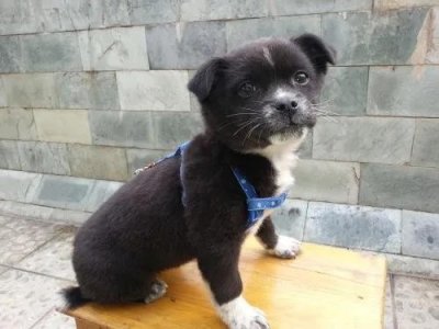 ​尾巴尖端白色的狗不吉利？谣言止于智者