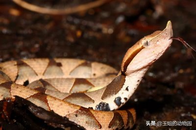 ​毒性一般伤害极高，五步蛇究竟有多恐怖？如果被咬到该如何处理？