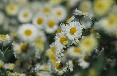 ​善为士者，不武；善战者，不怒；