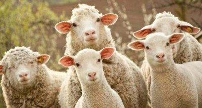 ​托斯卡纳是什么毛,什么是托斯卡纳皮毛一体是什么毛