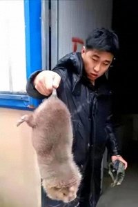 ​惊！上海现10斤巨鼠，不敢打还敢吃？
