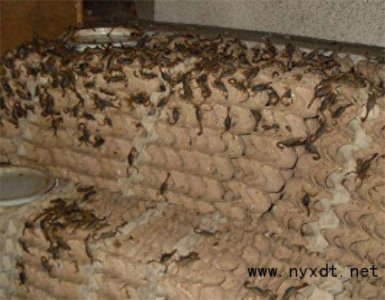 ​家养蝎子养殖方法(人工蝎子养殖怎么养)