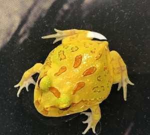 饲养角蛙如何降温