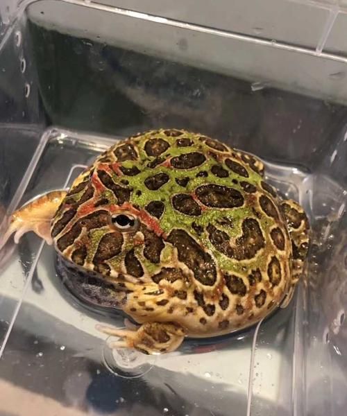 角蛙寿命一般多久