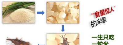 ​米象跑到卧室怎么消灭，房间里出现很多很多的像瓢虫一样的小虫子，求助怎么清