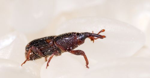 夏天黑色的毛毛虫爬到房间里怎么办