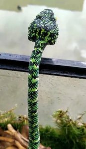 ​你对被称为“蛇中大熊猫”的莽山烙铁头了解有多少？