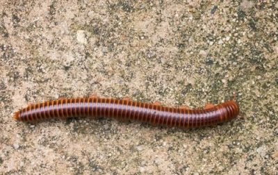 ​马陆虫的天敌是什么，马陆是蝎子的天敌吗？