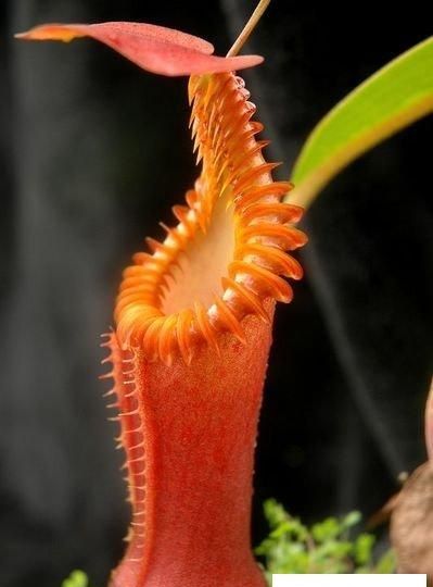 有哪些奇妙的植物