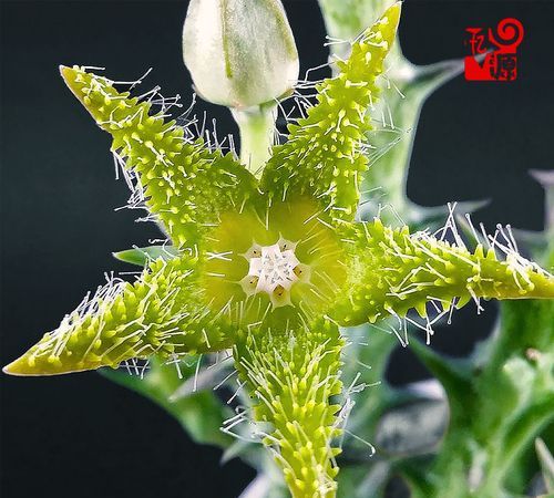 奇妙的植物有哪些各自有什么特点