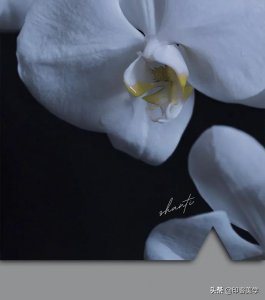 ​小语种歌曲好听经典（神仙级小语种歌单，真藏不住了）