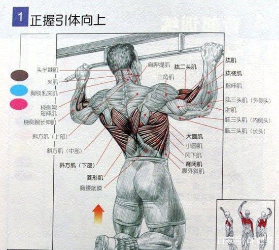 健身房练背器械汇总（健身房全部背部器械的使用手册）(3)