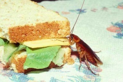 ​去除蟑螂的方法有什么 如何快速去除蟑螂