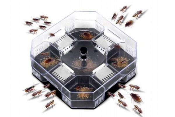 去除蟑螂的方法有什么 如何快速去除蟑螂 去除蟑螂的方法有什么 如何快速去除蟑螂