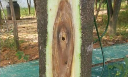 沉香由来，沉香名字由来？图3