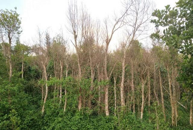 沉香由来，沉香名字由来？图4