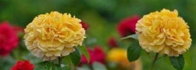 ​过期的雪碧能浇花,过期的雪碧能浇花吗