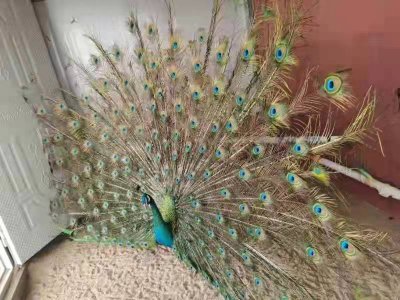 ​在居民楼里养孔雀？蒲城警方：违法！没收！