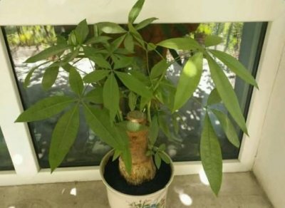 ​52度兴隆福星高照酒价格(52兴隆福星高照酒价格表)