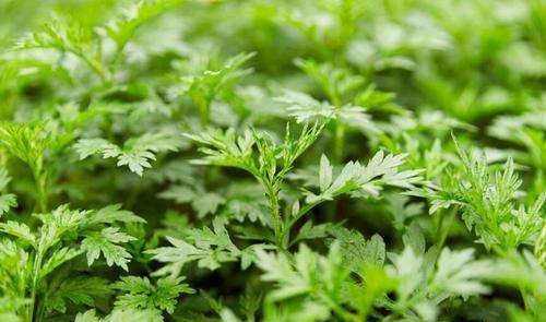 艾草熏房间有什么作用,屋里点艾柱有什么用图7