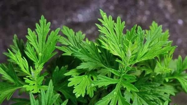 艾草熏房间有什么作用,屋里点艾柱有什么用图2