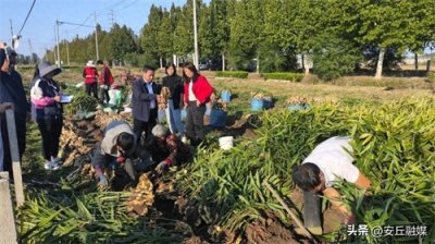 ​安丘市石堆镇大姜测产“量丰收”